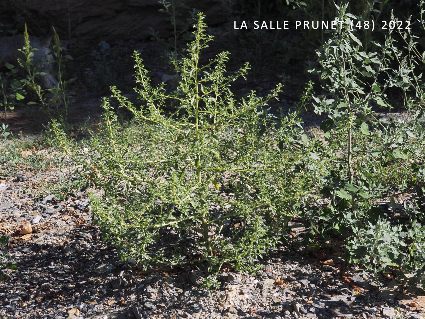Pigweed, White; Tumbleweed plant